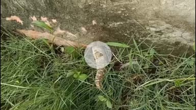 वैर: नरहरपुर के सब सेंटर स्वास्थ्य केंद्र में घुसा अजगर, वन विभाग की टीम को दी गई सूचना