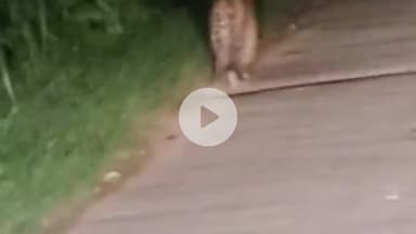 नौगावां सादात: गांव मुस्तफापुर नवादा में दिखा तेंदुआ, वीडियो हुआ वायरल