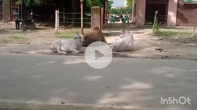 नवाबगंज: बांग्ला बाजार में छुट्टा मवेशियों से ग्रामीण परेशान, छुट्टा मवेशियों को पकड़वाने की सरकार से लगाई गुहार #jansamasya