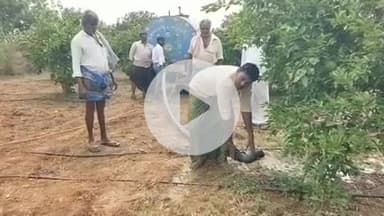 కమలాపురం: వీరపునాయనిపల్లె : చెరువుకు నీరోస్తే రైతుల కష్టాలు తీరుతాయి - చీని రైతుల ఆవేదన