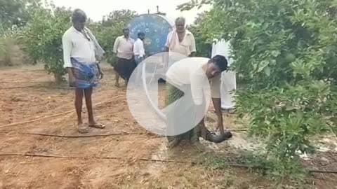 కమలాపురం: వీరపునాయనిపల్లె : చెరువుకు నీరోస్తే రైతుల కష్టాలు తీరుతాయి - చీని రైతుల ఆవేదన
