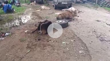 सिमडेगा: पुलिस नेम प्लेट लगे वाहन से हो रही थी पशु तस्करी, मवेशी ज़ब्त