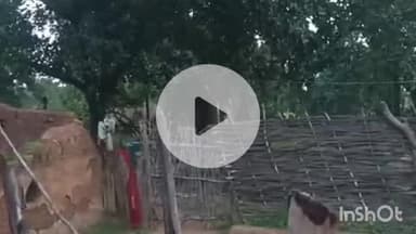 ब्यौहारी: ब्यौहारी के खडहुली गांव में जंगली हाथी, वन विभाग कर रहा निगरानी