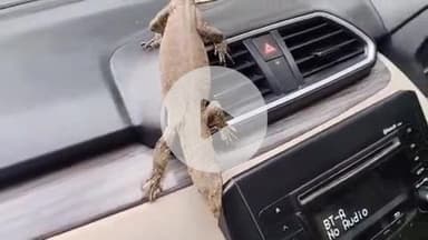 लाडपुरा: महावीर नगर विस्तार योजना में घर के बाहर खड़ी कार में घुसी मॉनिटर लिजार्ड, जंगली छिपकली का किया रेस्क्यू