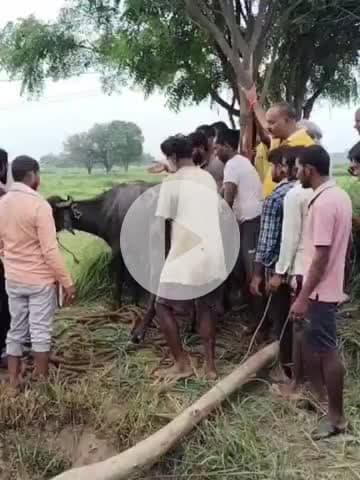 करछना: महेवा गांव के कुएं में गिरी भैंस को फायर ब्रिगेड की टीम ने कड़ी मशक्कत कर सुरक्षित बाहर निकाला