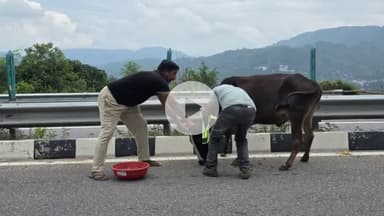 झंडूता: कीरतपुर नेरचौक फोरलेन पर बेसहारा पशुओं के गले में लगाए गए रिफ्लेक्टिव बैंड्स