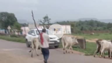 पवई: जिले में निराश्रित गोवंशों को सर्वजनि से हटाकर गौशाला में किया जा रहा शिफ्ट, कलेक्टर के निर्देशन में कार्रवाई