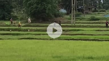 सिमडेगा: सिमडेगा में 15 जुलाई को येलो अलर्ट जारी, बारिश से किसानों ने शुरू की धान की रोपाई