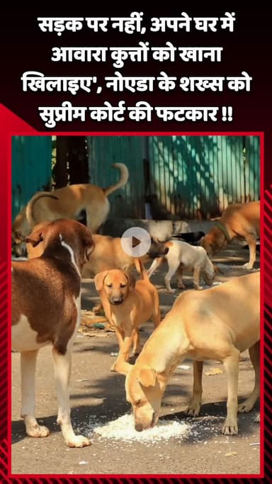 गौतम बुद्ध नगर: सुप्रीम कोर्ट ने नोएडा के शख्स को फटकार लगाई, कहा- सड़क पर नहीं, अपने घर में आवारा कुत्तों को खिलाइए खाना