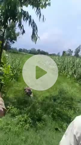 कलीनगर: फुलहर गांव में खेतों में घूम रहे बाघ का वीडियो सोशल मीडिया पर हुआ वायरल