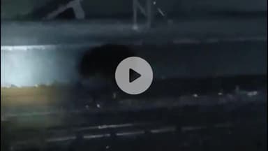 कनवास: दरा रेलवे स्टेशन पर घायल भालू की मौत, वन विभाग ने किया रेस्क्यू, तीन डॉक्टरों की टीम ने किया पोस्टमार्टम