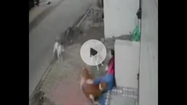 इंदौर: इंदौर में 4 आवारा कुत्तों ने कॉलेज छात्रा पर किया हमला, सीसीटीवी फुटेज आया सामने