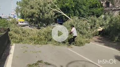 भीलवाड़ा: जिला उद्योग केंद्र में लगा विशाल पेड़ सड़क पर गिरा, दो बाइक सवार बाल-बाल बचे, यातायात बाधित