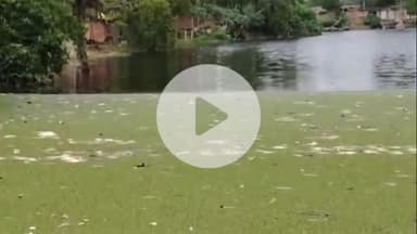 मंझनपुर: बेला फतेहपुर के तालाब में हजारों मछलियों की हुई मौत