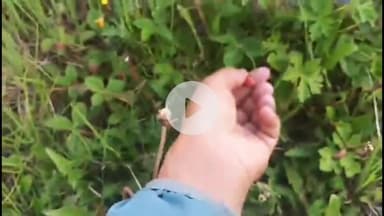 मोरंग: किन्नौर के आसरंग क्षेत्र में दिखे जंगली लाल बैरी, स्थानीय लोगों ने किया वीडियो जारी