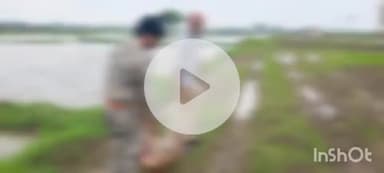 श्योपुर: ज़िले के तुलसेफ समेत कई गांवों में घूम रहे हिरणों के झुंड पर कुत्ते कर रहे हैं हमले, कुत्तों ने एक हिरण का किया शिकार