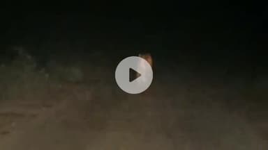 पूरनपुर: धनाराघाट रोड अपोलो भट्टे के पास बाघ की चहलकदमी का वीडियो सोशल मीडिया पर वायरल, जांच में जुटी वन विभाग की टीम