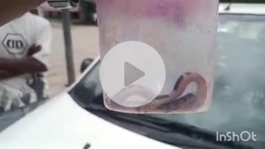 बहराइच: अम्बवा तितरपुर में इलाज कराने पहुंची महिला के डिब्बे में जिंदा सांप, मेडिकल कॉलेज में मचा हड़कंप