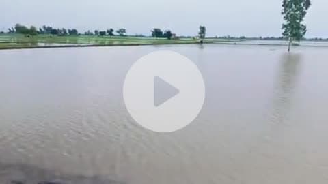 नारनौंद में हुई भयंकर बारिश से गांव पेटवाड़ के खेत हुए जलमग्न