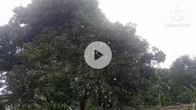 गोरौल: गोरौल प्रखंड क्षेत्र में बारिश से किसानों में खुशी का माहौल