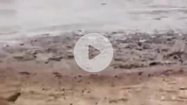 सीतापुर: तिहार गौशाला की दुर्दशा और गायों की मौत के बाद विश्व हिंदू परिषद के लोगों ने किया धरना प्रदर्शन