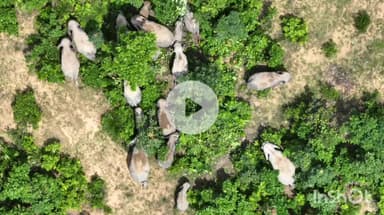 उदयपुर धरमजयगढ़: छाल रेंज के बंधानीपारा जंगल में 17 हाथियों का दल दिखा, ड्रोन कैमरे से की जा रही निगरानी