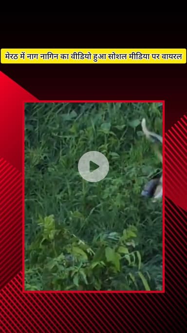 मेरठ: मेरठ में एक-दूसरे से लिपटे नाग-नागिन का वीडियो वायरल, हवा में 2 फीट तक खड़े होकर अठखेलियां करते रहे