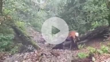 डुंडा: राड़ी टॉप के पास बरसाती नाले में फंसे 2 गाय के बछड़ों का फायर टीम ने किया सुरक्षित रेस्क्यू