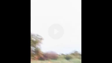 भोकरदन: अनवा परिसरामध्ये शेतकऱ्याच्या मका पिकाचे हरणाचे कळप करत आहे मोठे नुकसान