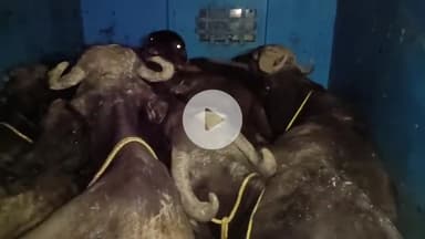 अमरपाटन में पुलिस ने एक पिकअप से 5 भैंस और 3 भैंसा बरामद किए, एक आरोपी गिरफ्तार