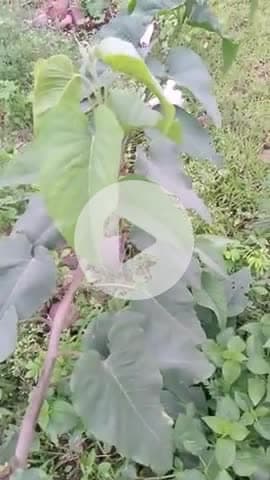 बेशर्म एक जड़ी बूटी है जो आयुर्वेदिक जड़ी बूटियां में काम आने वाली