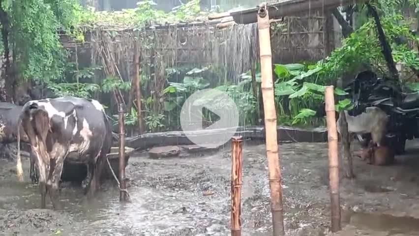 आज की काफी बारिश हो रहा है ⛈️⛈️⛈️ मधेपुरा बिहार गोलपारा सुखासन पंचायत@manish01063#indan#Bihar#2025#manish#Bihari