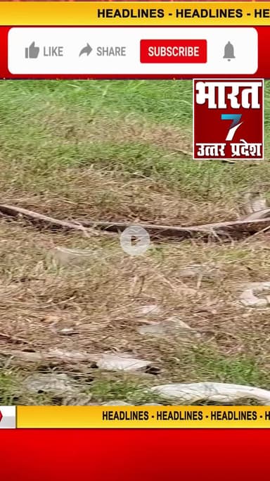 बरेली: #snake #shortsfeed #shortsviral #short #shorts #trending #viralshort #ytshorts #kawariya #news