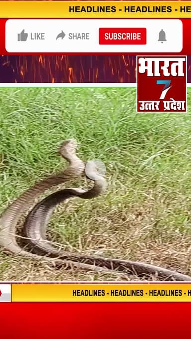 बरेली: #snake #shortsfeed #shortsviral #short #shorts #trending #viralshort #ytshorts #kawariya #news