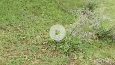 राजसमंद: राजसमंद में लखारा का बंधा गांव के पास खेत में महिलाओं पर 10 फीट के अजगर ने झपट्टा मारा, वन विभाग ने किया रेस्क्यू