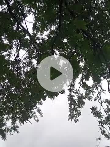 मौसम देख कर हुए किसान परेशान मौसम बनता तो है पर बारिश नहीं होती किसानों की नहीं डर पाई दबाई।