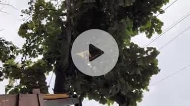 मोहनिया: बारिश के बीच बिजली आपूर्ति बाधित न हो, इसको देखते हुए कुदरा में पेड़ों की हो रही है छटाई