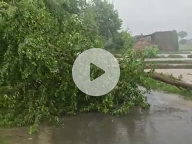 करछना: यमुनापार क्षेत्र में तेज हवा के साथ भारी बरसात से कई प्रमुख मार्गों पर पेड़ जड़ से उखड़कर गिरे, आवागमन बाधित