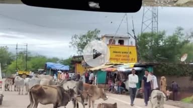 पवई: 19 जुलाई के बाद मुख्य मार्ग पर गोवंश मिलने पर लोक सेवकों के खिलाफ होगी एफआईआर दर्ज