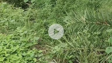 नौगावां सादात: नौगांवा के गांव खंडसाल कलां में पूर्व प्रधान व ग्रामीणों ने देखा तेंदुआ, ग्रामीण परेशान