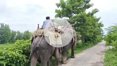 कलीनगर: न्यूरिया इलाके में बाघ की दहशत के बीच गश्त के लिए मौके पर बुलवाए गए 2 हाथी