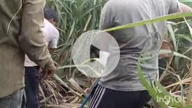 जानसठ: भोपा के बेलड़ा गांव में सड़क किनारे मिला विशालकाय अजगर, वन विभाग की टीम ने पकड़ा