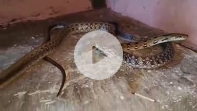 लाडपुरा: भामाशाह मंडी रोड़ नंबर 6 पर आरा मशीन के भीतर घुसा सांपों का जोड़ा, कार्य कर रहे मजदूरों ने किया रेस्क्यू