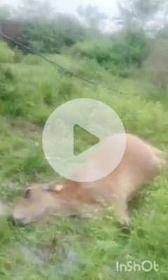 इचाक: इचाक थाना क्षेत्र के साडम गांव में बिजली विभाग की लापरवाही से सुदर्शन सिंह की गाय की मौत