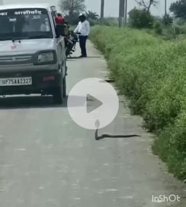 औरैया: बरमूपुर नहर पटरी के पास कुछ ही सेकंड में किंग कोबरा को अपने मुँह में दबाकर खींच ले गया नेवला, वीडियो हुआ वायरल