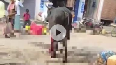 कहलगांव: कहलगांव रेलवे स्टेशन चौक पर घायल अवस्था में घूमता दिखा सांड़, कुल्हाड़ी से मारकर किया घायल