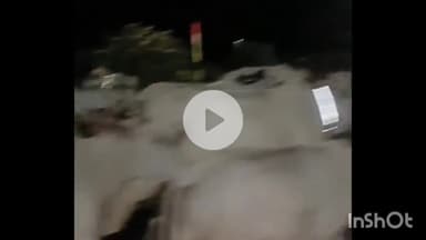 सिरोंज: शहर में आवारा पशुओं को सड़क से हटाने के लिए नपा की मुहिम, डिपो परिसर बना अस्थाई गौशाला