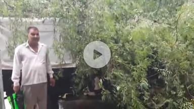 रौन: दबोह में बारिश से आफत, कोंच रोड पर नाला उफान पर, नाले में खड़ा पेड़ वाहन पर गिरा