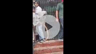 लाडपुरा: बैंक ऑफ बड़ौदा शाखा दादाबाड़ी के गार्डन में आया 7 फीट लंबा धामण प्रजाति का सांप, बैंक कर्मचारियों व ग्राहकों में हड़कंप