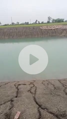 अबकी बार धान हुई फैल धान खेत में तो है पर बारिश नहीं होने के कारण बड़ नहीं रही हैं अब आई बड़ी समस्या सामने